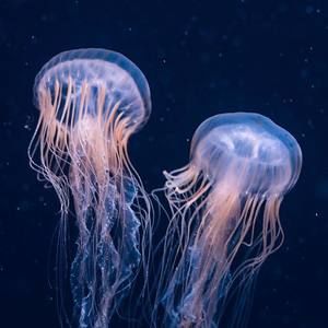 Meet your Posher, Edwin